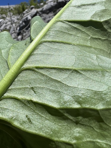 Arum nigrum, photograph 2