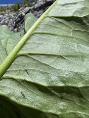 Arum nigrum, photograph author not stated, no rights reserved