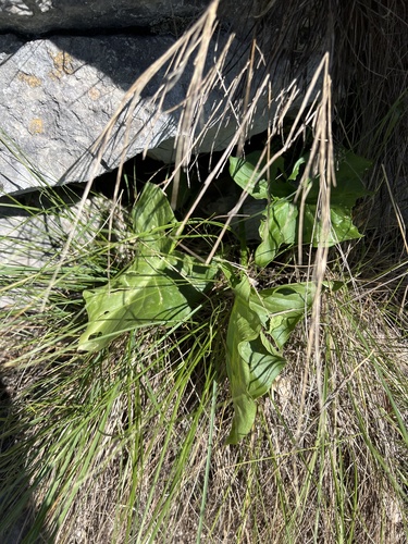 Arum nigrum, photograph 3