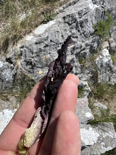 Arum nigrum, photograph 4