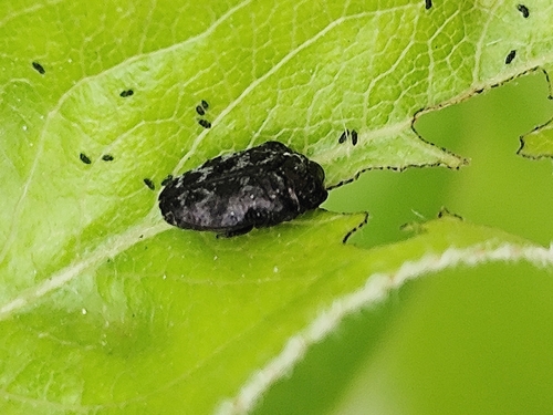 Trachys minutus