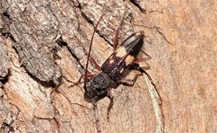 Phoracantha punctata