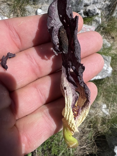 Arum nigrum, photograph 5