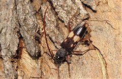 Phoracantha punctata