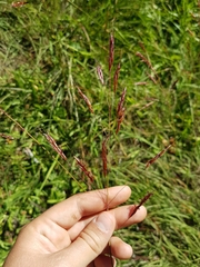 Sorghum leiocladum