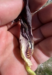 Arum nigrum, photograph author not stated, no rights reserved