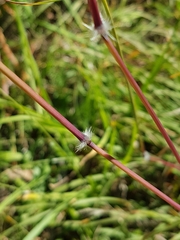 Sorghum leiocladum