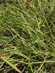 Sorghum leiocladum