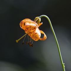 Lilium pardalinum pardalinum