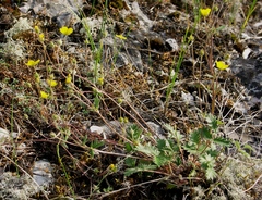 Potentilla kuznetzowii