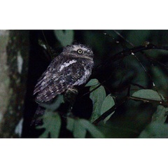 Batrachostomus cornutus