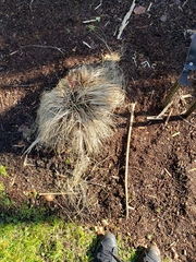 Miscanthus × longiberbis