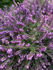 Ericeae