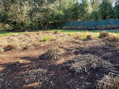 Miscanthus × longiberbis