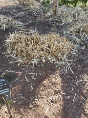 Miscanthus × longiberbis