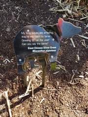 Miscanthus × longiberbis