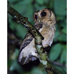 Otus lempiji