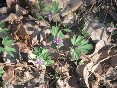 Corydalis intermedia