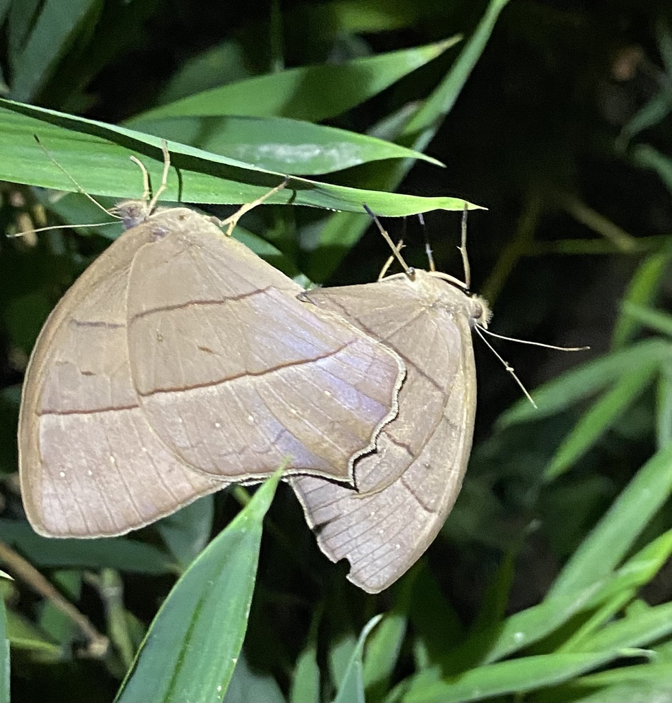 Taygetis acuta