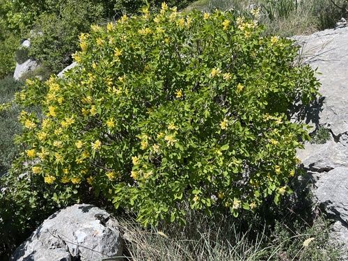 Petteria ramentacea, photograph 5