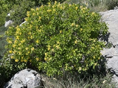 author not stated, no rights reserved Petteria ramentacea, photograph author not stated, no rights reserved