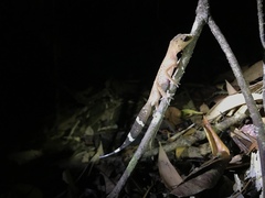 Carphodactylus laevis