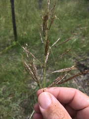 Capillipedium spicigerum