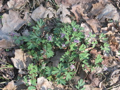 Corydalis intermedia