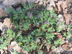 Corydalis intermedia