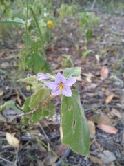 Solanum gympiense