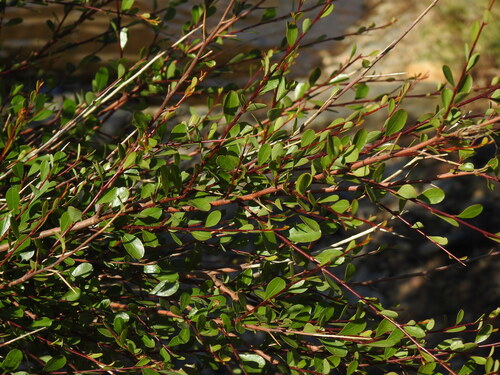 Flueggea tinctoria