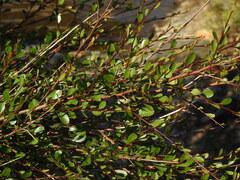 Flueggea tinctoria