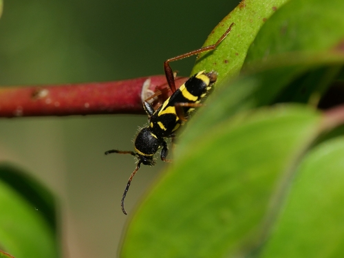 Wasp beetle