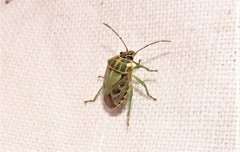 Antestiopsis cederwaldi