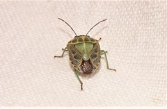 Antestiopsis cederwaldi