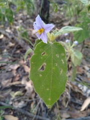 Solanum gympiense