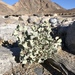 Desert Holly - Photo (c) Jen Pagel, some rights reserved (CC BY-NC), uploaded by Jen Pagel