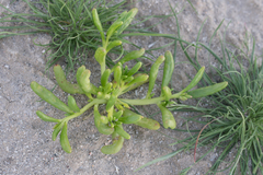 Cistanthe ambigua