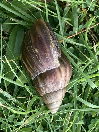 Lissachatina fulica