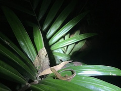 Saproscincus basiliscus