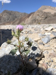 Eremalche rotundifolia