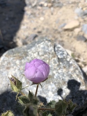Eremalche rotundifolia