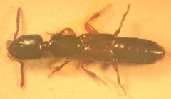 Nudobius lentus