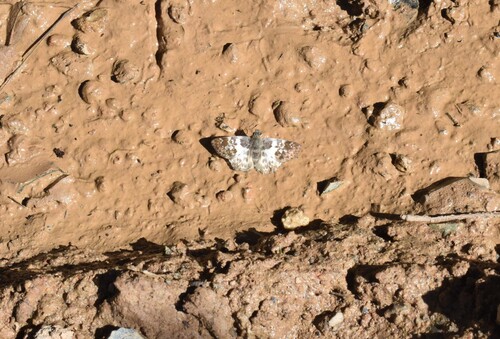 Polyctor Tufted-Skipper