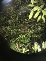 Hemibelideus lemuroides