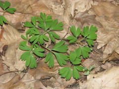 Corydalis intermedia