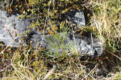 Anisotome filifolia