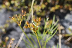 Anisotome filifolia