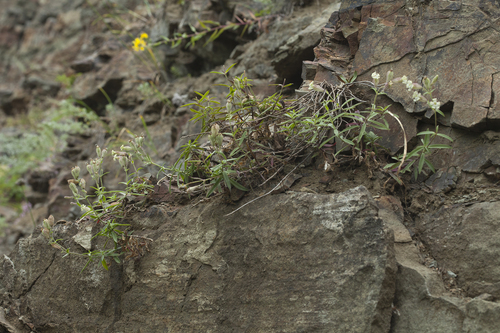 Silene repens iNat (2)