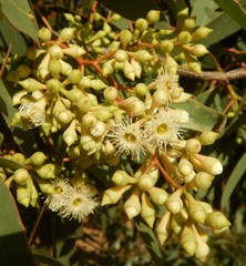 Eucalyptus fasciculosa